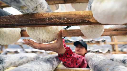 Unveiling the Power of Mushrooms